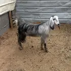 جفره للبيع