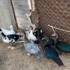 فروخ بط مصري