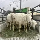 طليان للبيع