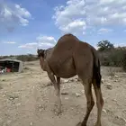 ابل