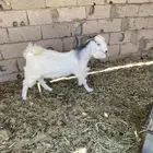 تيس عمر 5 شهور
