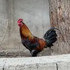 ديك بلدي اصيل