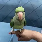 فرخ درة نيبالي