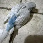 فروخ بادجي غر للبيع