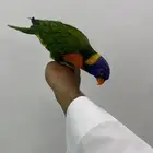 لوري