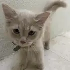 قطه