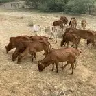 بقر رعويه العدد 26
