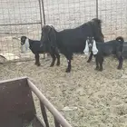 للبيع عنز متاومه بتيسين