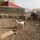 ماعز بلدي