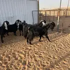 معزا