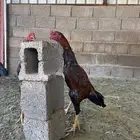 4 ديوك باكستاني سندي