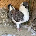 كنق باقي له ريشتين