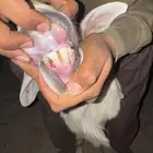 طلي فحل مشروط