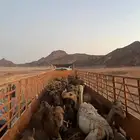 تريله 16متر لنقل البل والغنم مفرشه
