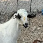 تيس بيشي فحل صنف الصنف