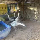 وز عراقي اصل جوزين اربع حبات