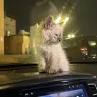 قط همالايا للتبني