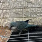 طير كويكر هدد متكلم أليف توي مقلم اضافره وبارد منقاره