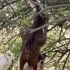 بني مالك الطائف