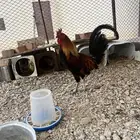 ديك عربي اصيل دم صافي