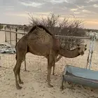 قعود فل شحم علي حليب عمره 6 شهور لي 7 شهور