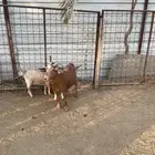 عنز والد توم 3