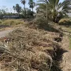 قصب