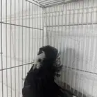 زوج بالجيكي