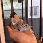 فروخ باجي غر بلاك فيس