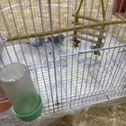 بيع دباجي 3 مع القفص والاكل معهم