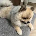 كلب بومرينيان