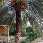 نخل للبيع