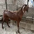 تيس مشروط