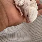 فرخ روز البينو عيون حمر ( تم البيع )