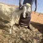 تيس جذع حار مع الحلال