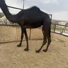 بكرة لقيه