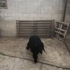 عرب هرفي