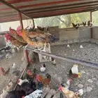 ديكه بلدي وفيومي