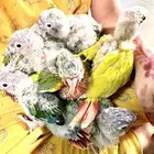 فروخ كنيور غر تم البيع