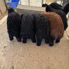 ذبايح بريه مع الذبح والتوصيل