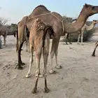 قعدان العدد 2 اعمارها 7 شهور او 8 سهور على حليب امهاتها