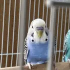 ذكر بادجي استرالي ب سعر رخيص