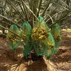 نقايل نخل اخلاص وفسايل منتجه جميع الانواع مترفره بفضل الله