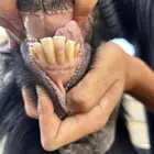 للبيع تيس عارضي