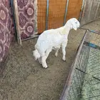 طلي حري فل شحم