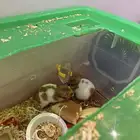 هامستر سوري للبيع