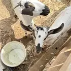 مشروع فحل بيش العمر 7 او8شهور التواصل واتس فقط