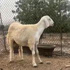 مشروع فحل حري