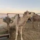 قعود لباني على الحليب