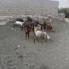 13 عنز دهم دفيع
